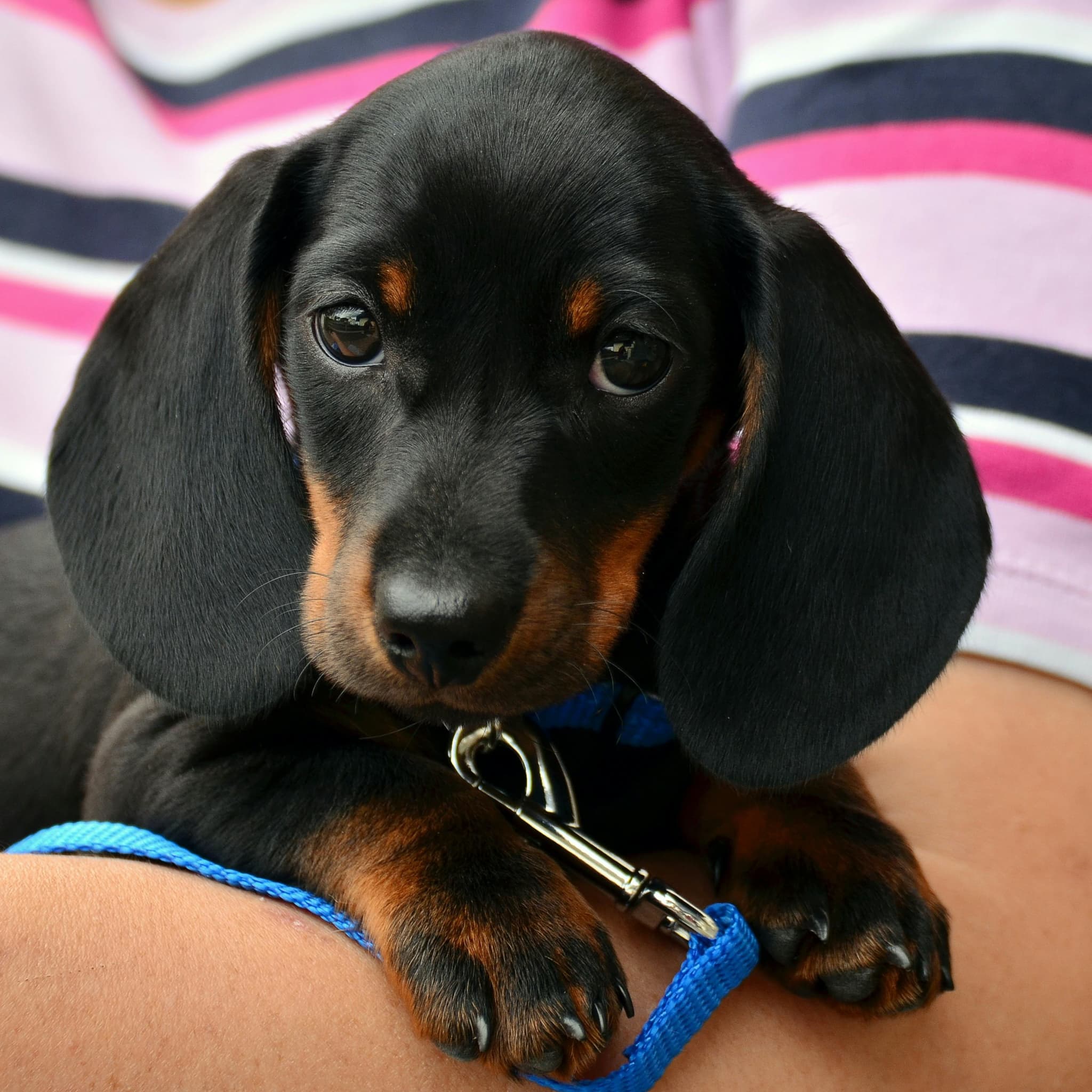 A dog on a sofa in a British Square apartment